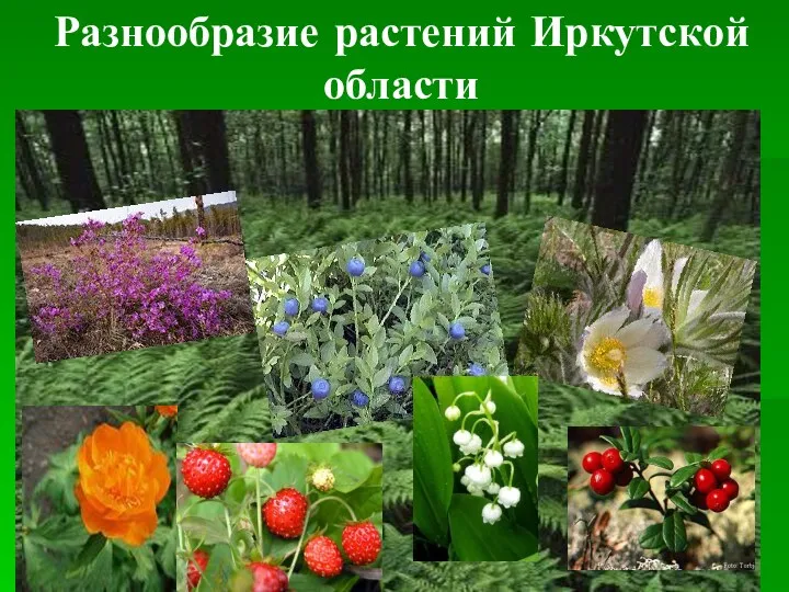 Разнообразие растений Иркутской области