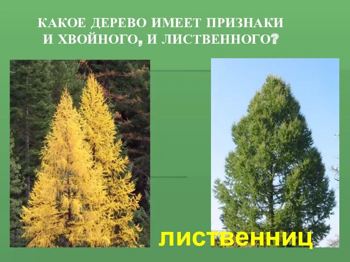 Какое дерево имеет признаки и хвойного, и лиственного? лиственница
