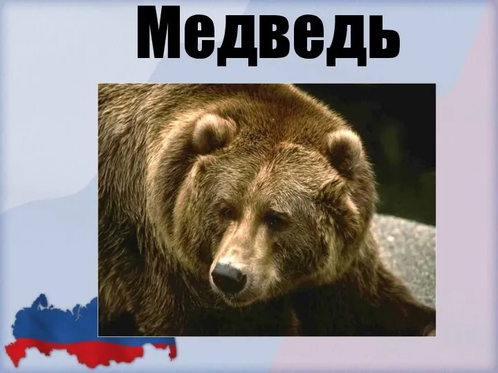 Медведь