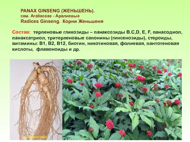 РАNAX GINSENG (ЖЕНЬШЕНЬ). сем. Araliaceae - Аралиевые Radices Ginseng. Корни