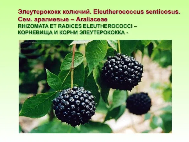 Элеутерококк колючий. Eleutherococcus senticosus. Сем. аралиевые – Araliaceae RHIZOMATA ЕТ