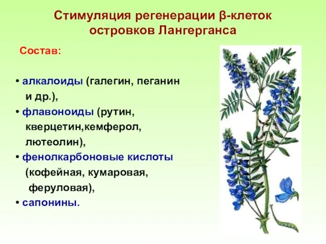 Стимуляция регенерации β-клеток островков Лангерганса Состав: алкалоиды (галегин, пеганин и