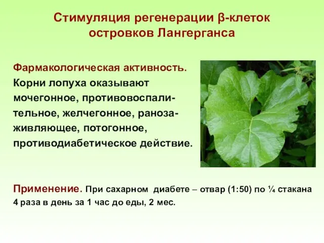 Стимуляция регенерации β-клеток островков Лангерганса Фармакологическая активность. Корни лопуха оказывают