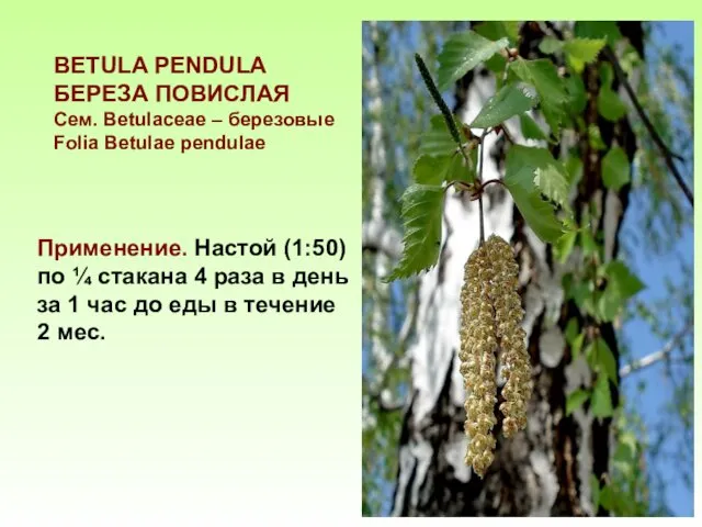 BETULA PЕNDULA БЕРЕЗА ПОВИСЛАЯ Сем. Betulaceae – березовые Folia Betulae