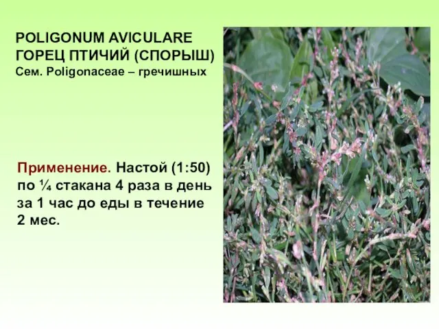 POLIGONUM AVICULARE ГОРЕЦ ПТИЧИЙ (СПОРЫШ) Сем. Poligonaceae – гречишных Применение.