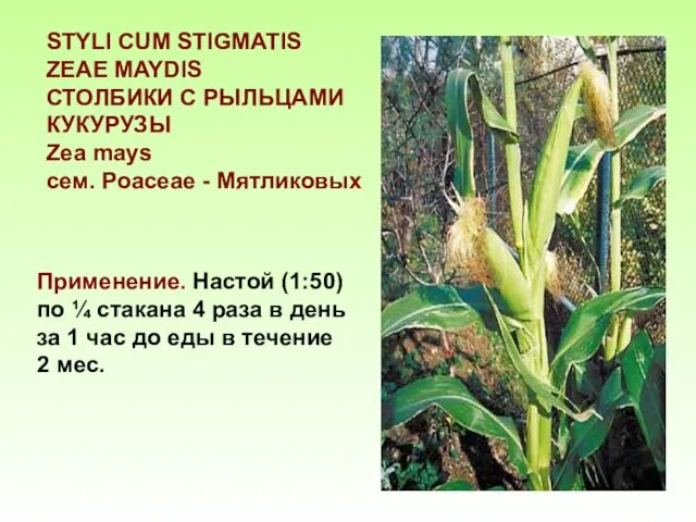 STYLI CUM STIGMATIS ZEAE MAYDIS СТОЛБИКИ С РЫЛЬЦАМИ КУКУРУЗЫ Zea