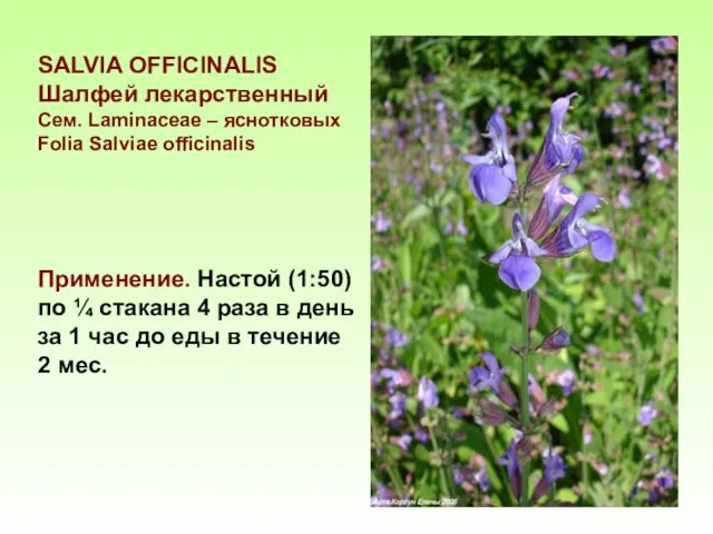 SALVIA OFFICINALIS Шалфей лекарственный Сем. Laminaceae – яснотковых Folia Salviae