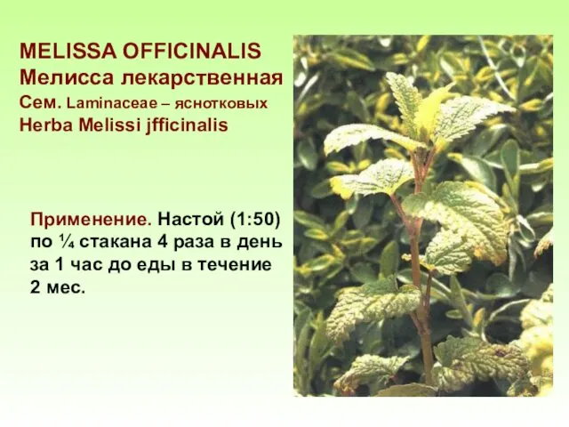 MELISSA OFFICINALIS Мелисса лекарственная Сем. Laminaceae – яснотковых Herba Melissi