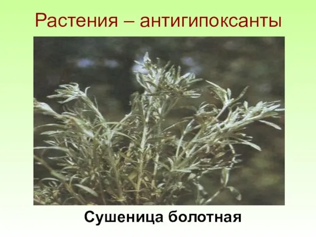Растения – антигипоксанты Сушеница болотная