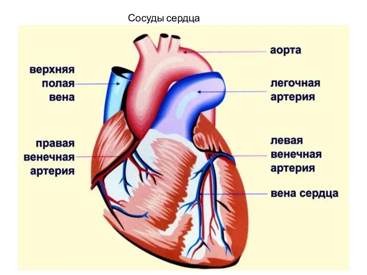 Сосуды сердца