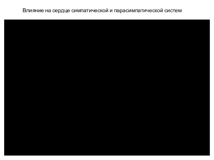 Влияние на сердце симпатической и парасимпатической систем