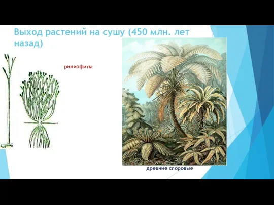 Выход растений на сушу (450 млн. лет назад) риниофиты древние споровые