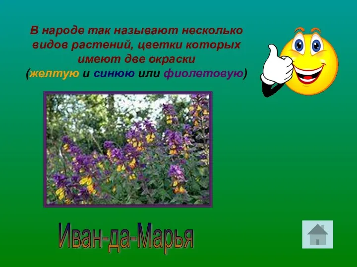 В народе так называют несколько видов растений, цветки которых имеют две окраски (желтую