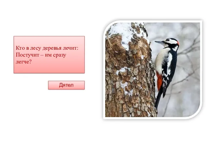 Кто в лесу деревья лечит: Постучит – им сразу легче? Дятел