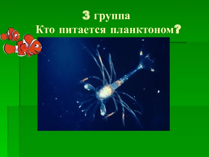 3 группа Кто питается планктоном?