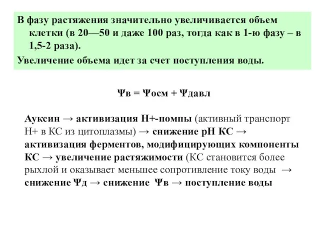 В фазу растяжения значительно увеличивается объем клетки (в 20—50 и