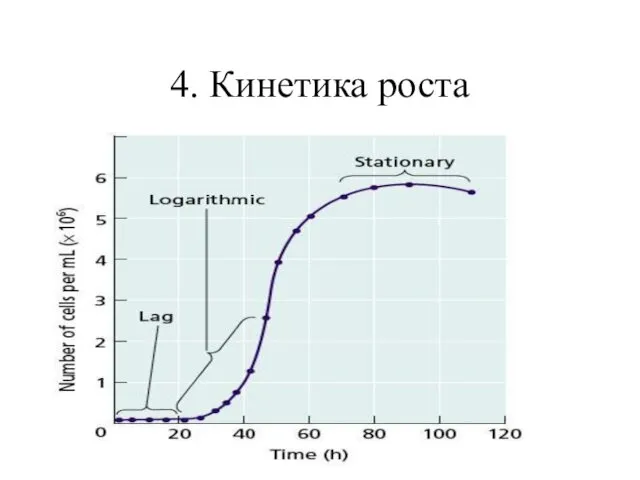 4. Кинетика роста