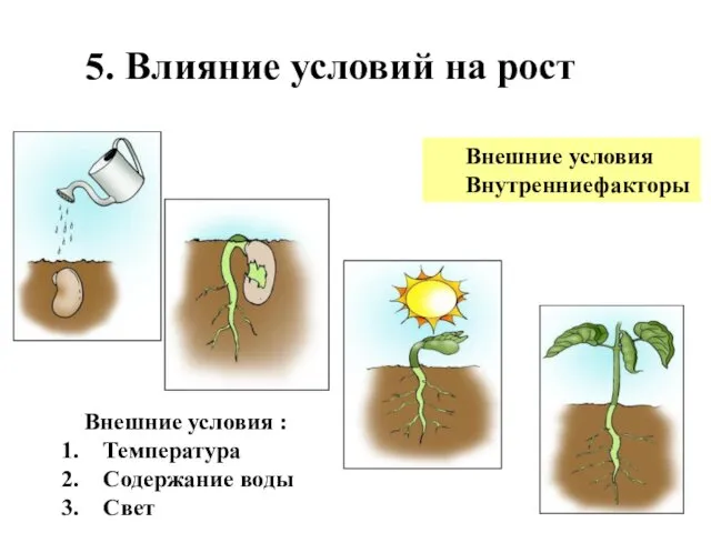 5. Влияние условий на рост Внешние условия : Температура Содержание воды Свет Внешние условия Внутренниефакторы