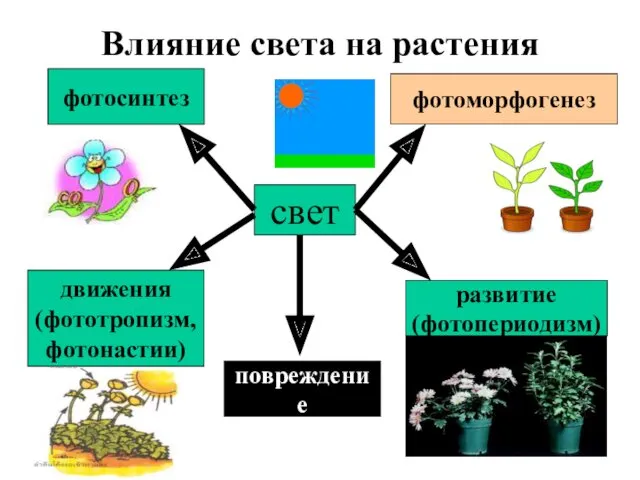 свет фотоморфогенез развитие (фотопериодизм) движения (фототропизм, фотонастии) фотосинтез Влияние света на растения повреждение
