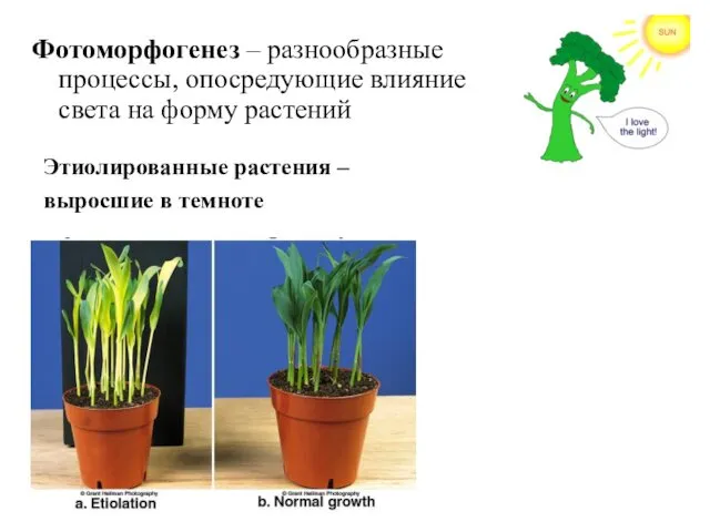 Фотоморфогенез – разнообразные процессы, опосредующие влияние света на форму растений Этиолированные растения – выросшие в темноте