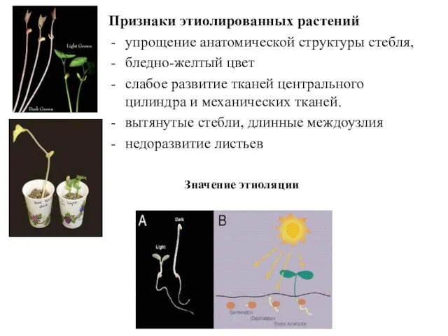 Признаки этиолированных растений упрощение анатомической структуры стебля, бледно-желтый цвет слабое