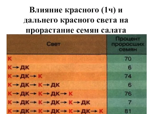 Влияние красного (1ч) и дальнего красного света на прорастание семян салата