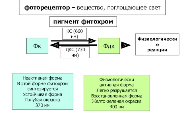 фоторецептор – вещество, поглощающее свет пигмент фитохром Фдк КС (660