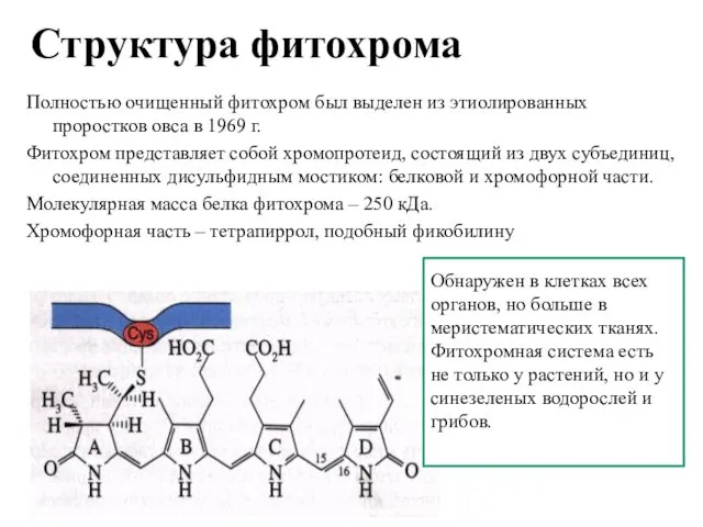 Структура фитохрома Полностью очищенный фитохром был выделен из этиолированных проростков