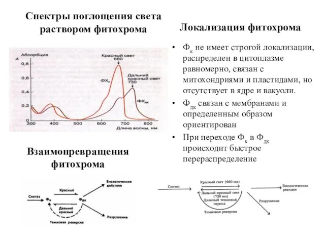 Спектры поглощения света раствором фитохрома Локализация фитохрома Фк не имеет