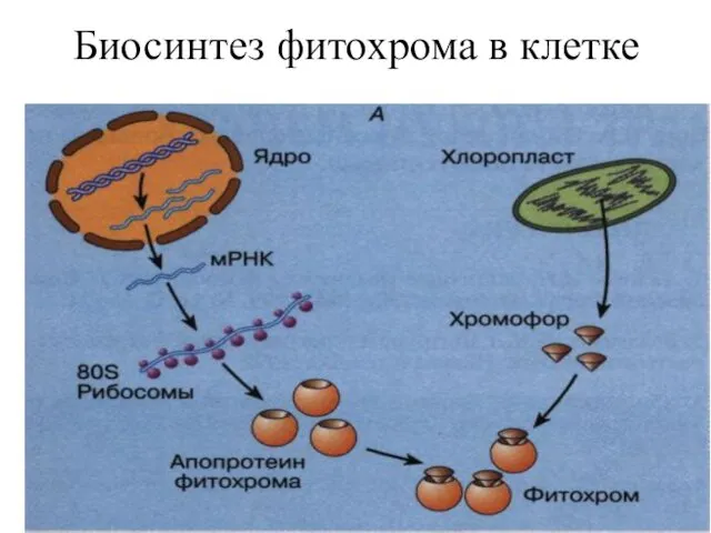 Биосинтез фитохрома в клетке