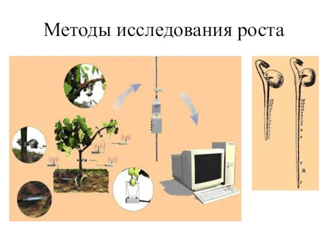 Методы исследования роста