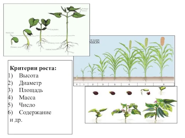 Критерии роста: Высота Диаметр Площадь Масса Число Содержание и др.