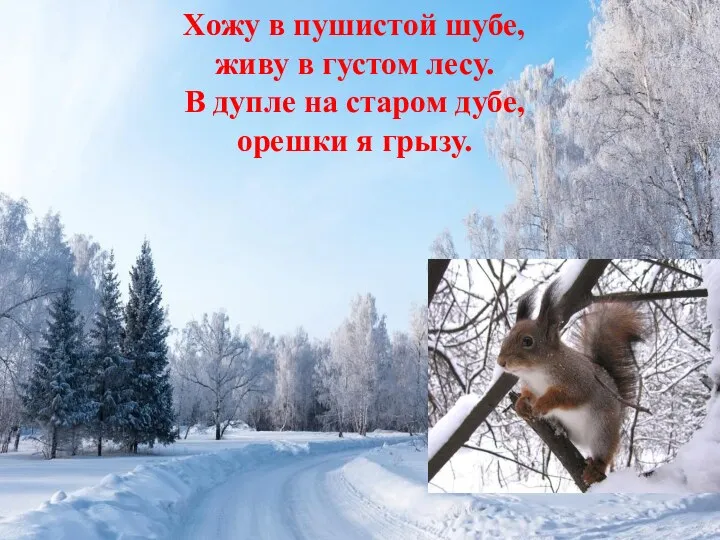 Хожу в пушистой шубе, живу в густом лесу. В дупле на старом дубе, орешки я грызу.