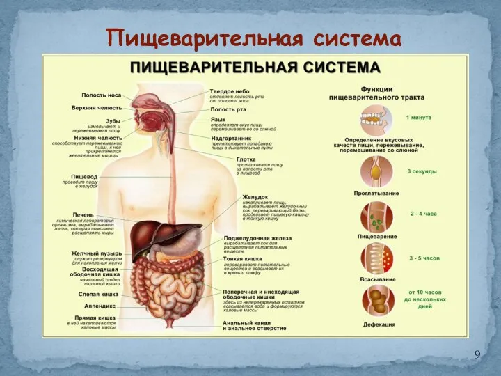 Пищеварительная система