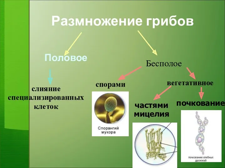 Размножение грибов Половое слияние специализированных клеток спорами вегетативное частями мицелия почкование Бесполое