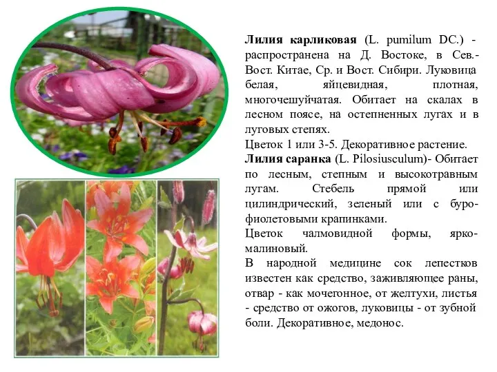 Лилия карликовая (L. pumilum DC.) - распространена на Д. Востоке, в Сев.- Вост.