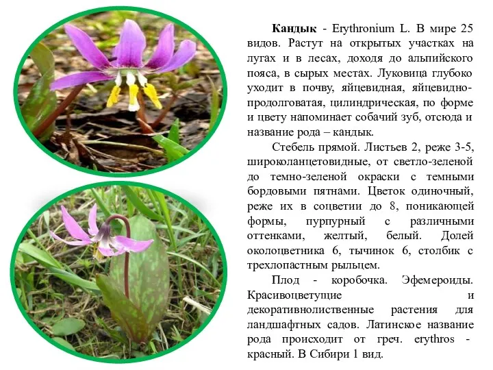 Кандык - Erythronium L. В мире 25 видов. Растут на открытых участках на