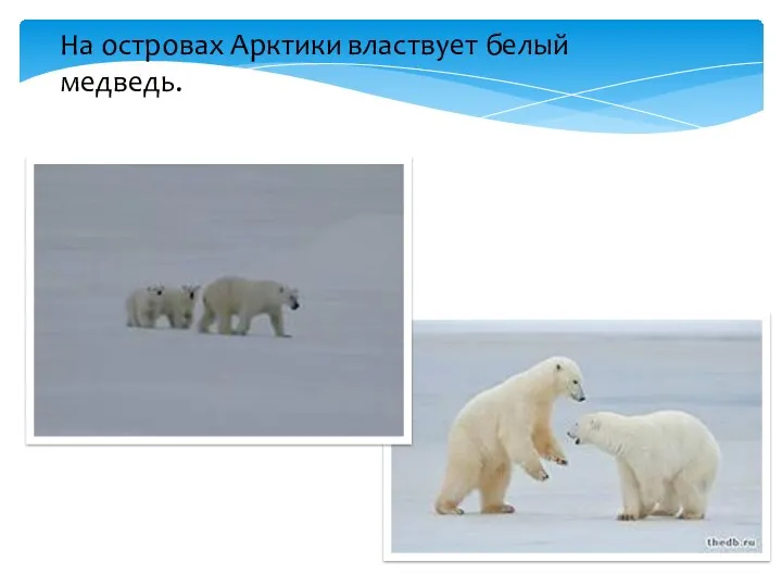 На островах Арктики властвует белый медведь.