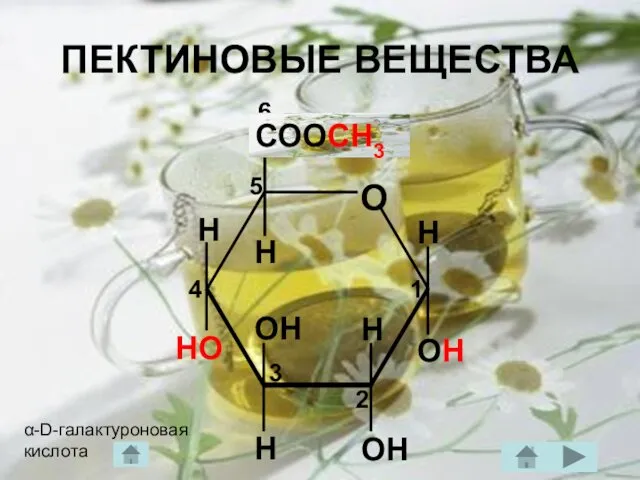 ПЕКТИНОВЫЕ ВЕЩЕСТВА ОН Н α-D-галактуроновая кислота СООСН3