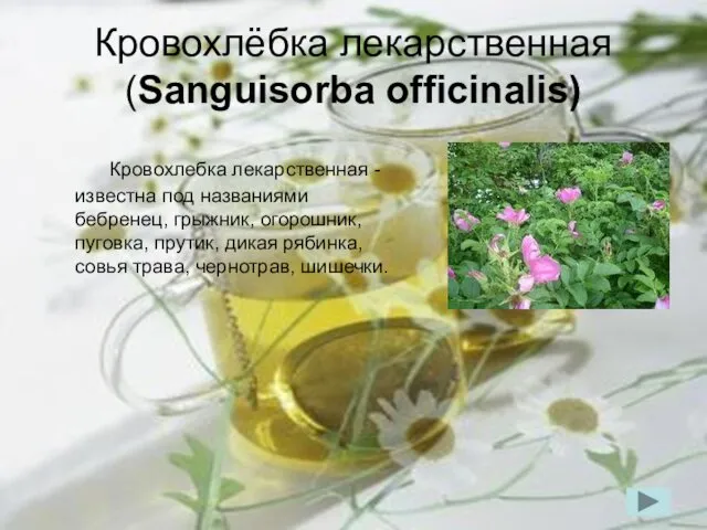 Кровохлёбка лекарственная (Sanguisorba officinalis) Кровохлебка лекарственная - известна под названиями