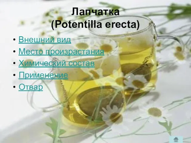 Лапчатка (Potentilla erecta) Внешний вид Место произрастания Химический состав Применение Отвар