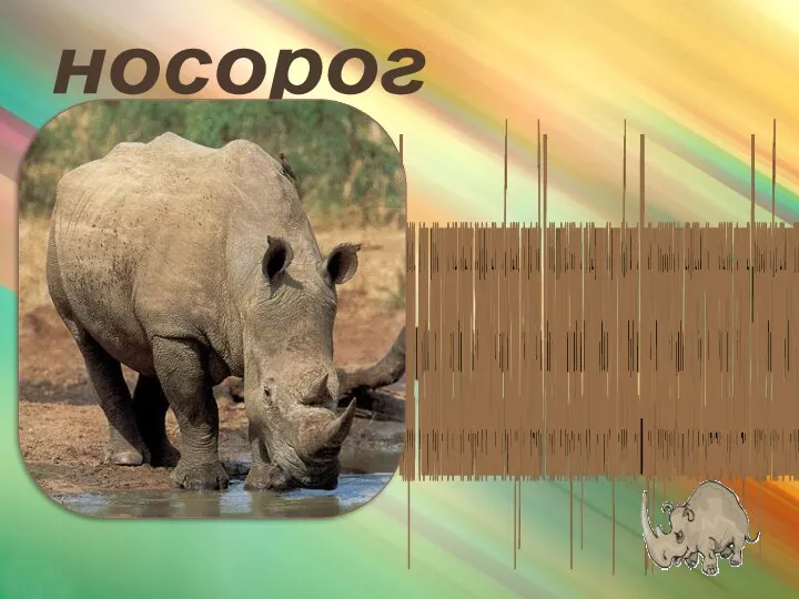 носорог Носорог – очень ловок и может нестись галопом так