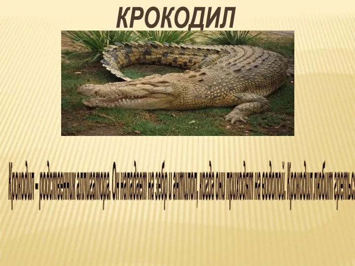 КРОКОДИЛ Крокодил – родственник аллигатора. Он нападает на зебр и