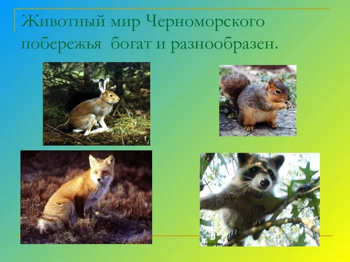 Животный мир Черноморского побережья богат и разнообразен.