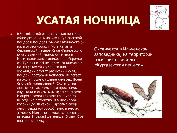 УСАТАЯ НОЧНИЦА В Челябинской области усатая ночница обнаружена на зимовках