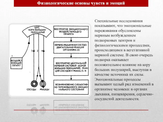 Физиологические основы чувств и эмоций. Специальные исследования показывают, что эмоциональные