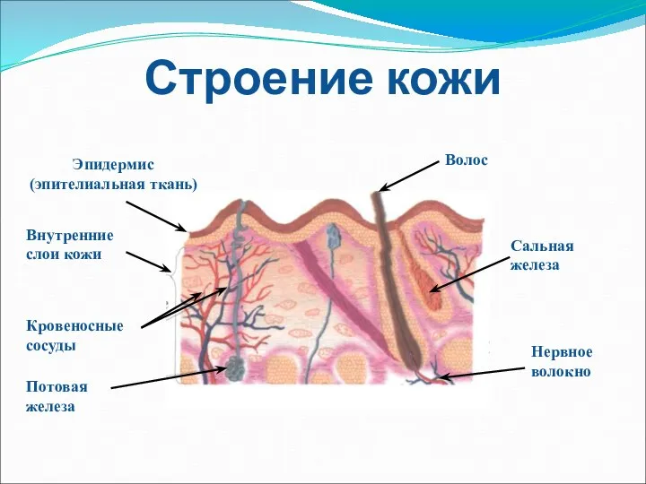 Строение кожи Эпидермис (эпителиальная ткань) Внутренние слои кожи Кровеносные сосуды Потовая железа Волос