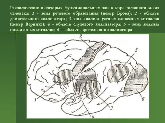 Расположение некоторых функциональных зон в коре головного мозга человека: 1