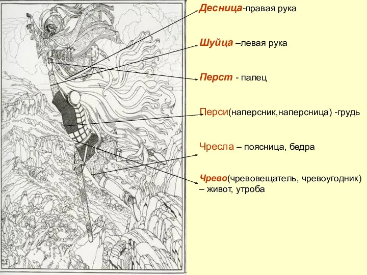 Десница-правая рука Шуйца –левая рука Перст - палец Перси(наперсник,наперсница) -грудь