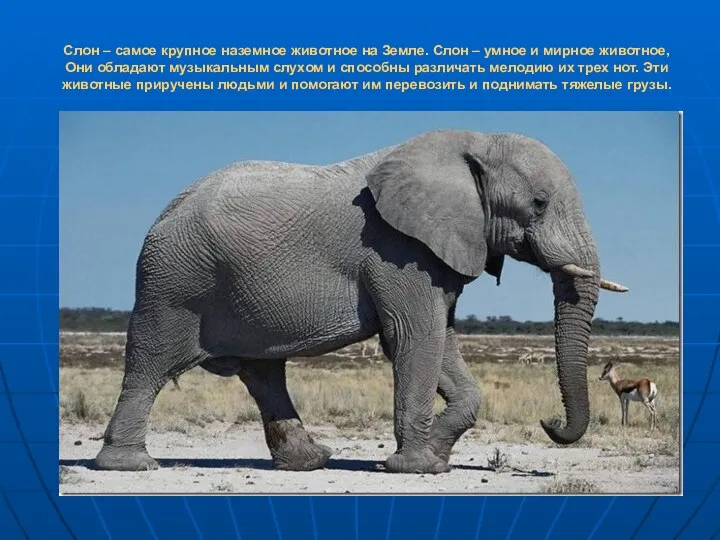 Слон – самое крупное наземное животное на Земле. Слон –